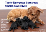 public holiday emergency caesarean section poodle water bag, no pups, distressed, too long wait. toapayohvets, singapore