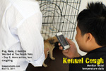 kennel cough complicated, pug warded at Toa Payoh Vets, treatment, singapore 