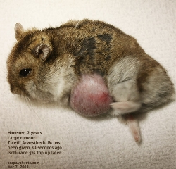 Dwarf Hamster-large fat tumour. Toa Payoh Vets