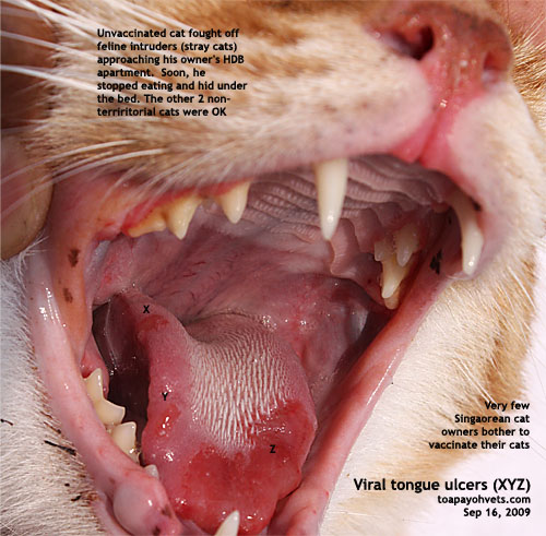 Top 104 Pictures What Does A Cats Tongue Look Like Up Close Stunning