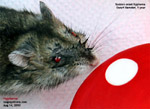 dwarf hamster, one year old, blood in front of the eyes - hyphema. toapayohvets, singapore