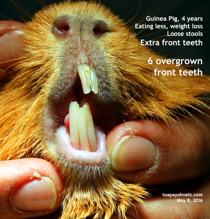 2016vets 35 How To Trim The Guinea Pig s Overgrown Teeth Using The 